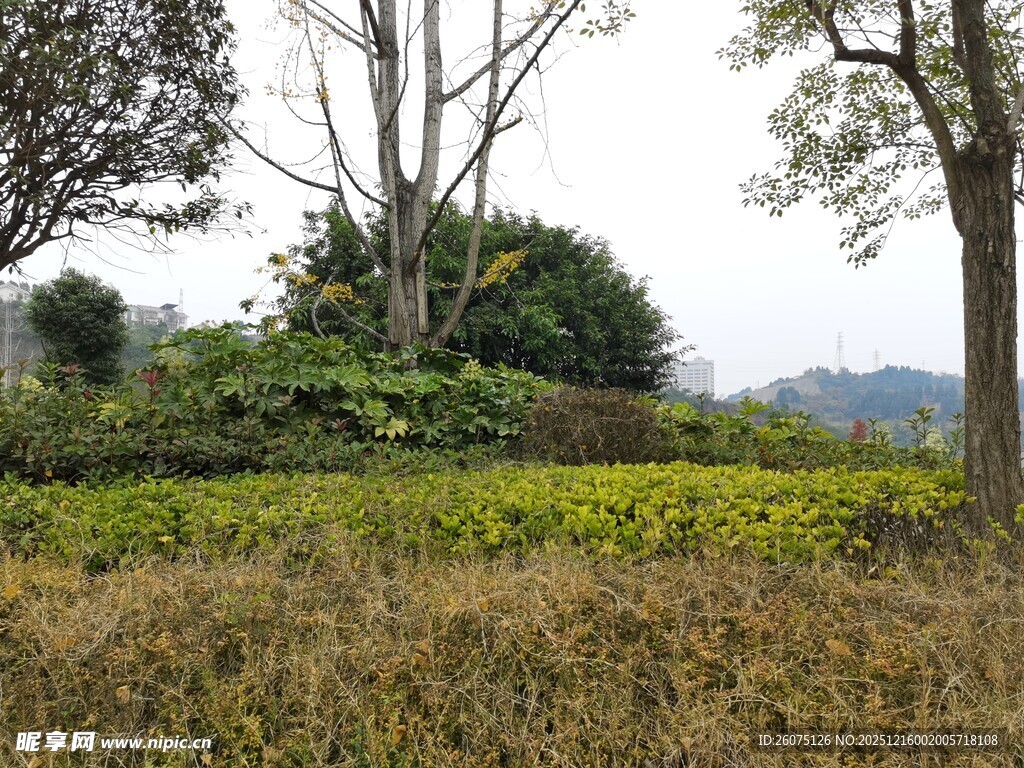 野外自然植被景观