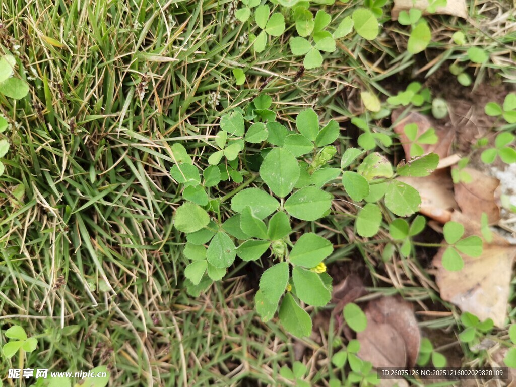 草丛中的嫩绿三叶草
