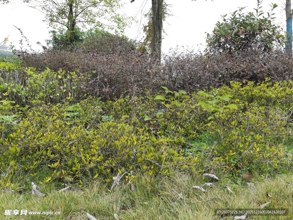 野外繁茂的绿植景观