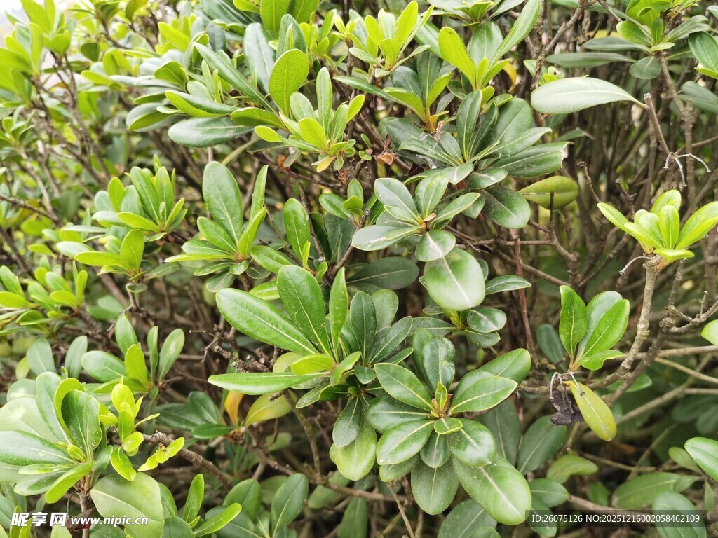 绿叶繁茂的灌木丛