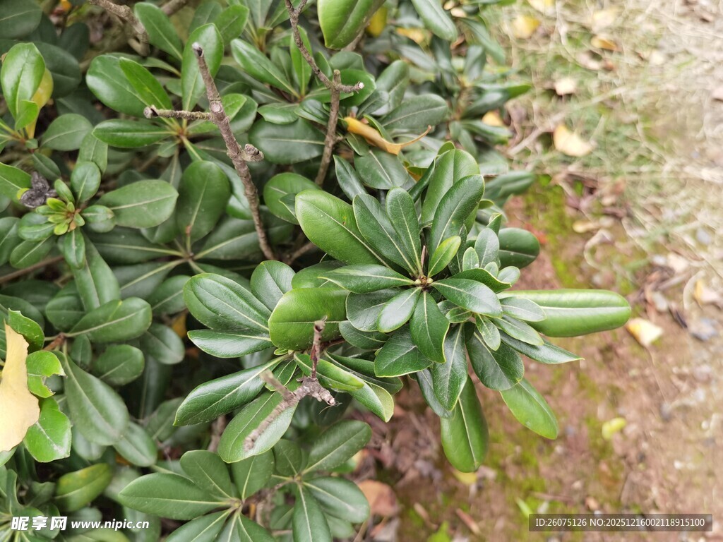 绿叶繁茂的灌木丛