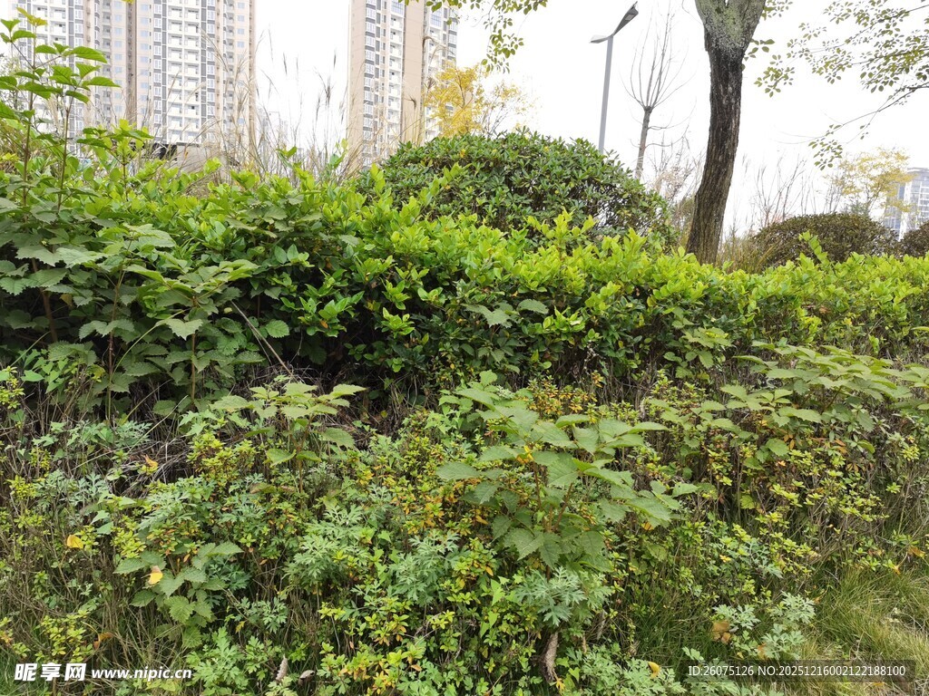 城市中的繁茂绿植景观