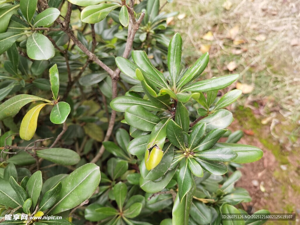 绿叶繁茂的灌木丛