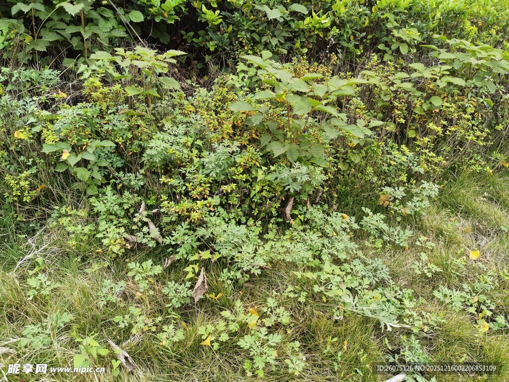 野外繁茂绿植景象