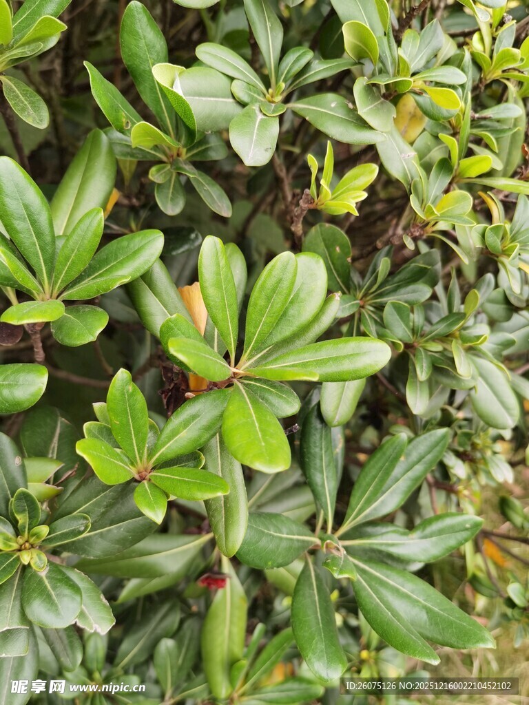绿叶繁茂的植物景观