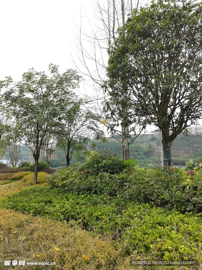 郊外绿意盎然的树木与植被