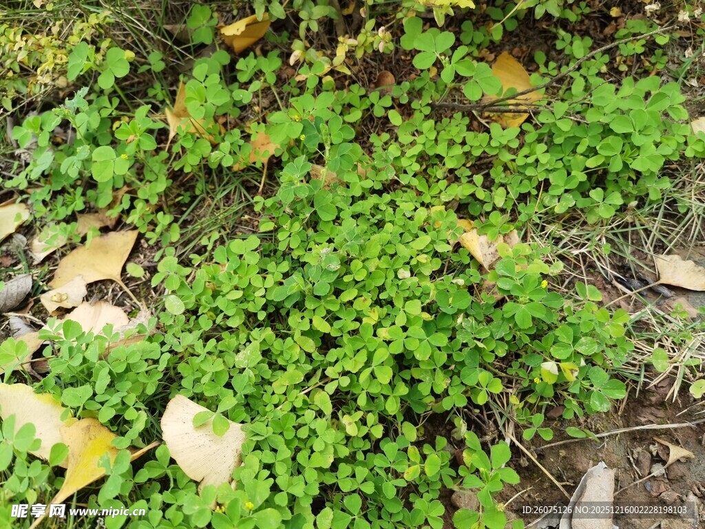 地面上的绿色小草