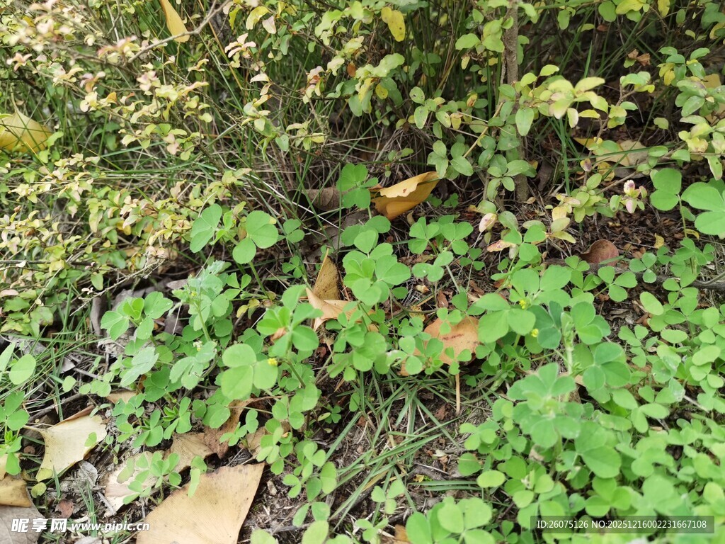 地面绿植与落叶景观