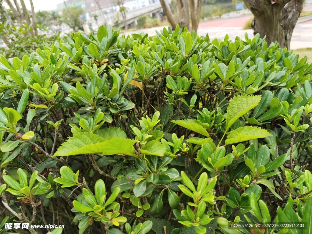 翠绿繁茂的灌木丛