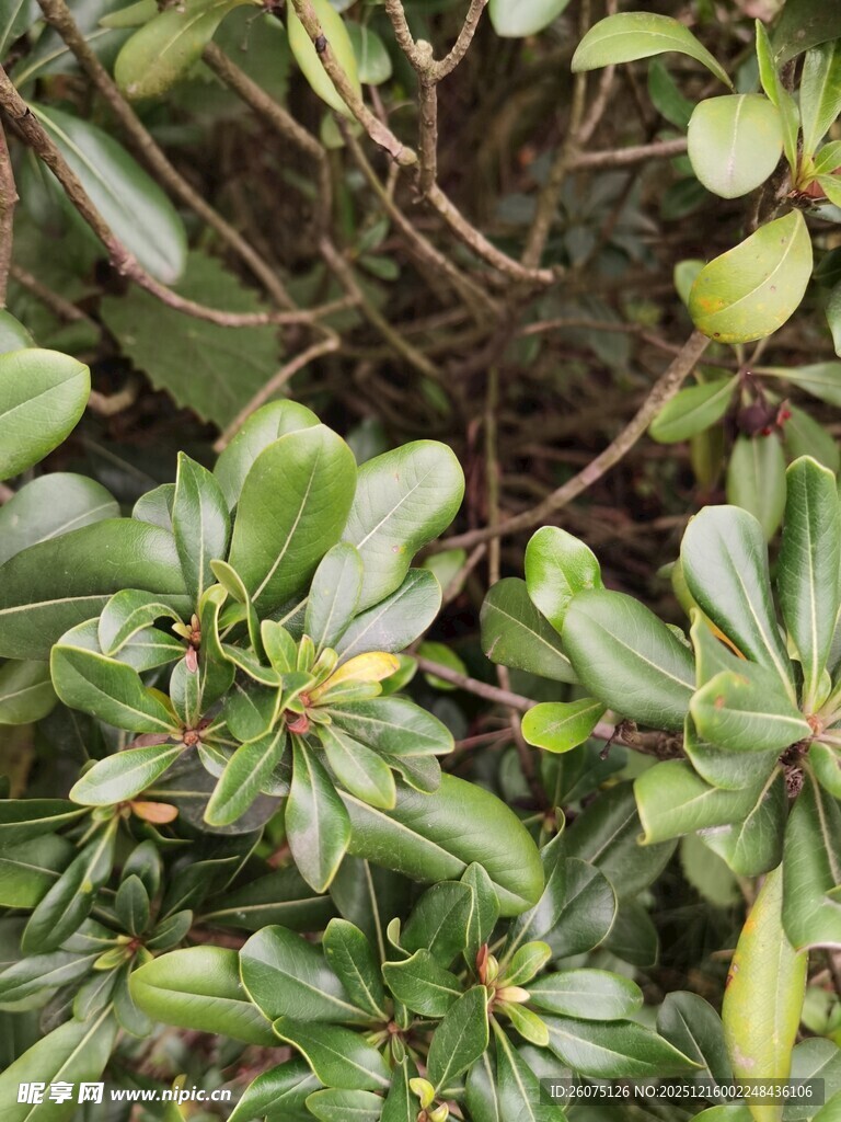 绿叶繁茂的植物景观