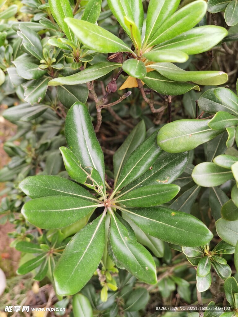 翠绿海桐叶生机盎然