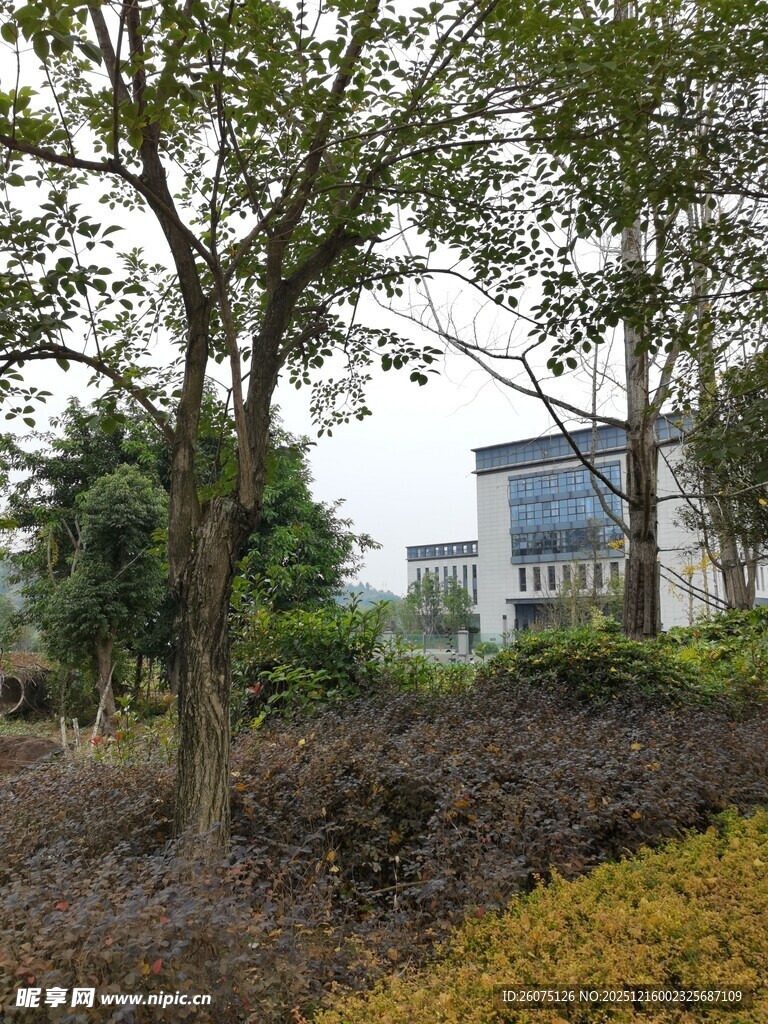 户外树木与建筑景观