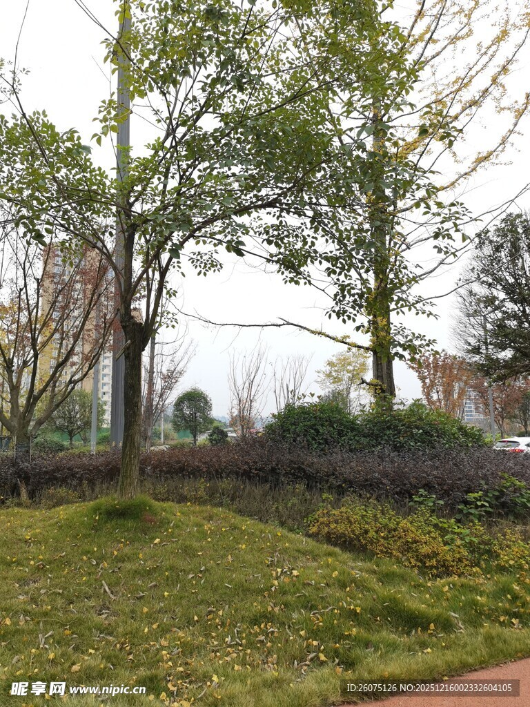 户外绿意盎然的自然景致