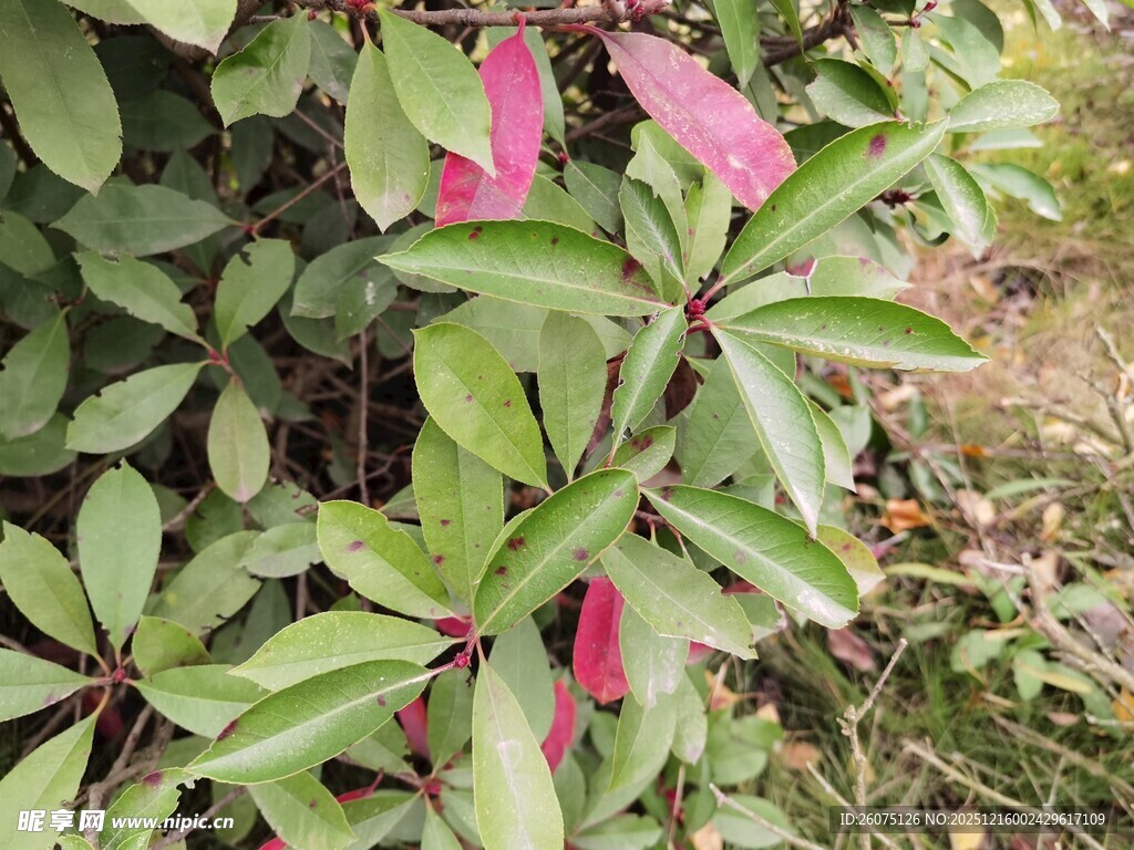 粉色花朵绽放绿叶间