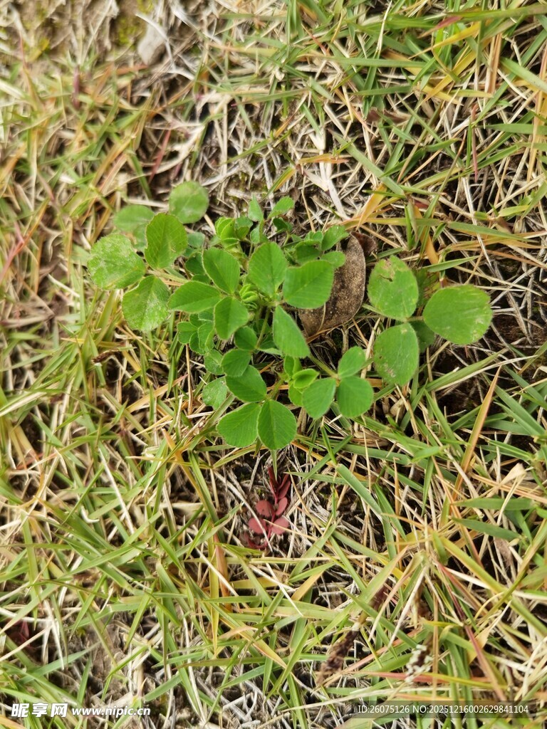 草丛中的嫩绿植物
