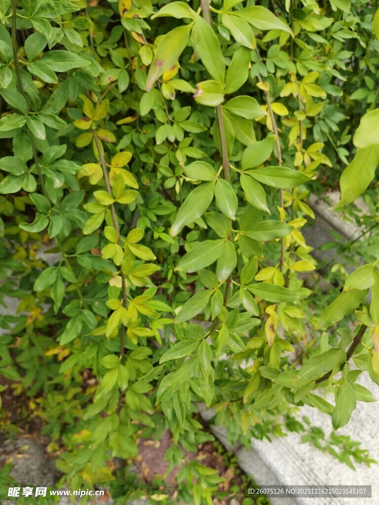 绿叶繁茂的植物景观