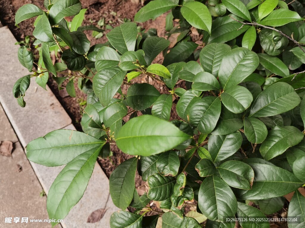 绿叶植物近景特写