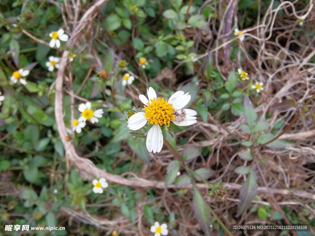 野外绽放的白色小花