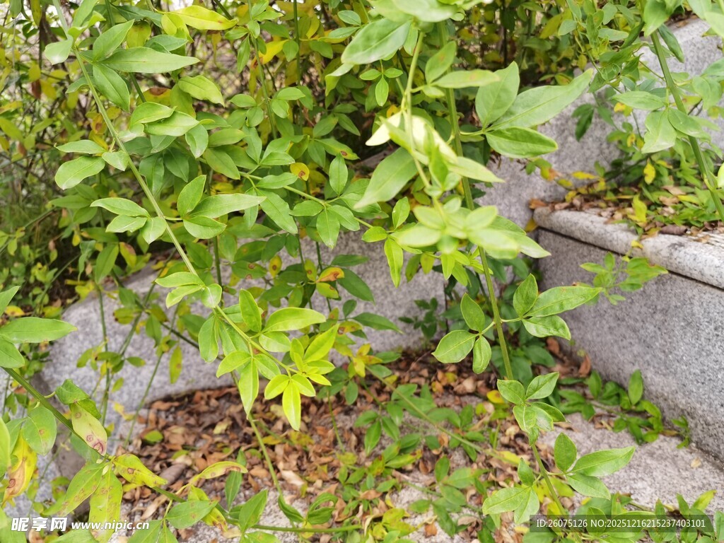 石缝间生长的翠绿植物