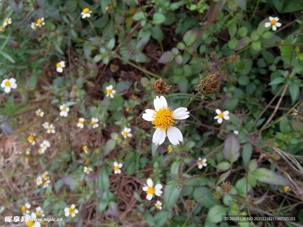 草丛中的白色小花