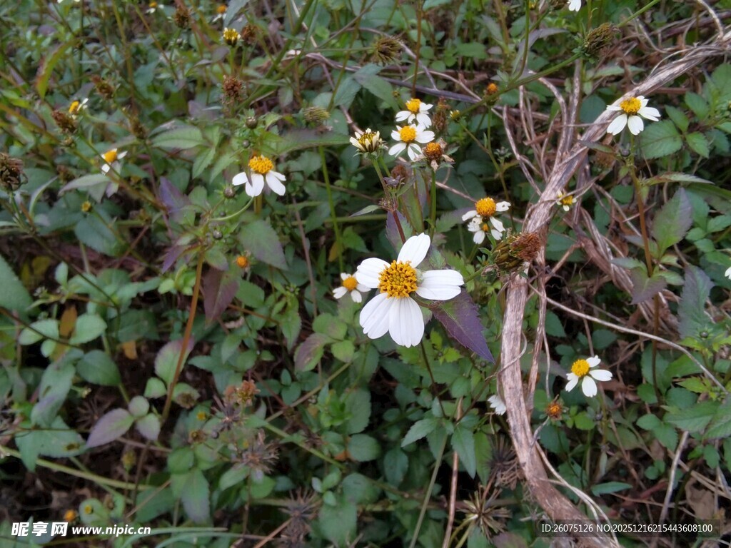 野外绽放的白色小花