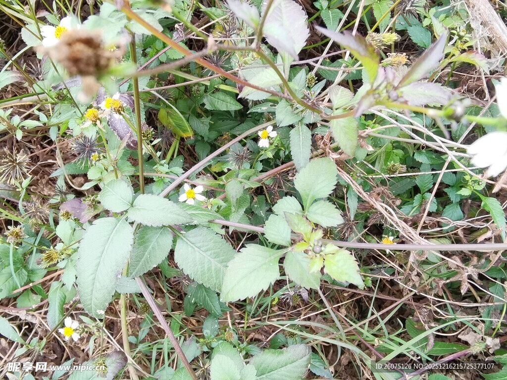 野外生长的绿色植物
