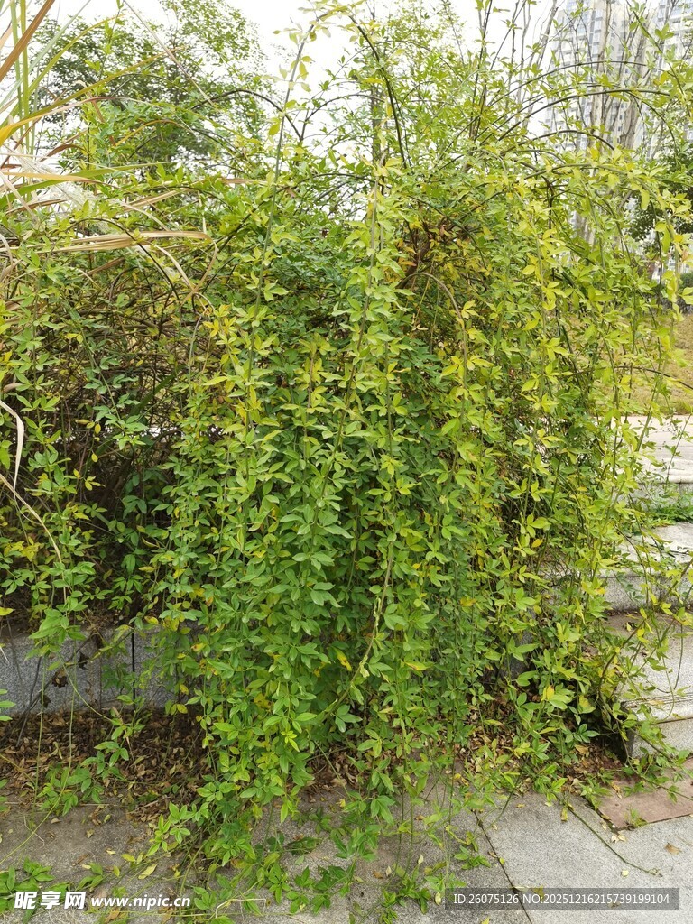 翠绿藤蔓爬满墙面