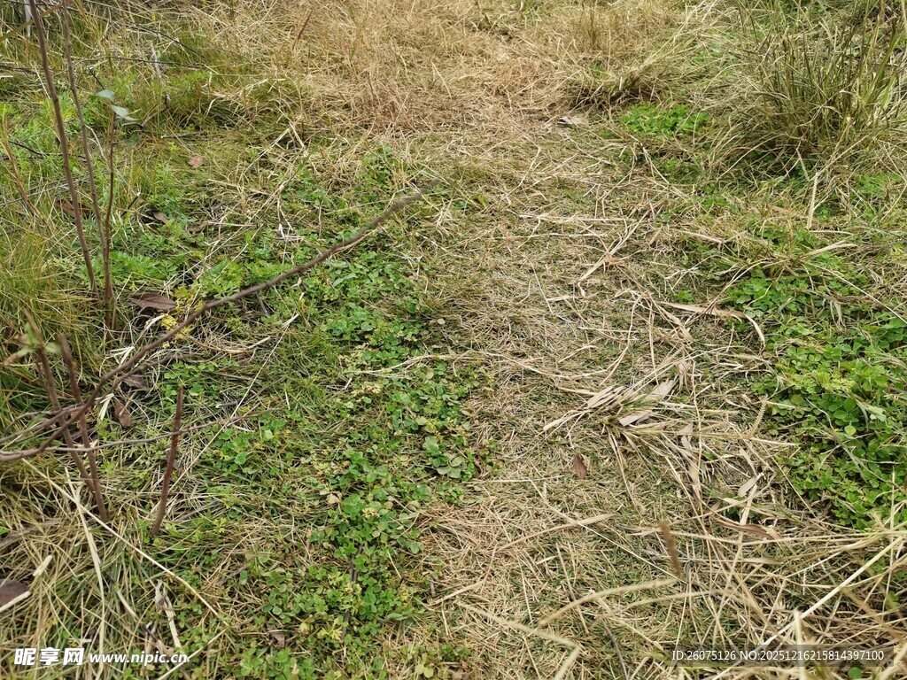野外小径杂草丛生的景象