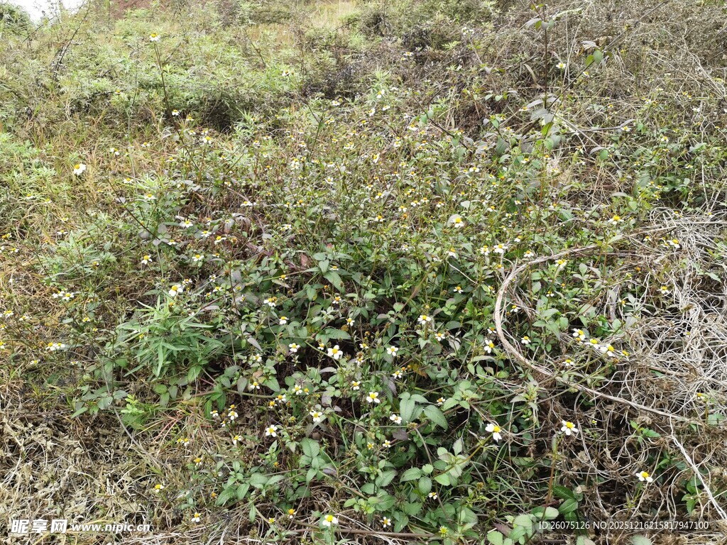 野外杂草丛生的自然景象