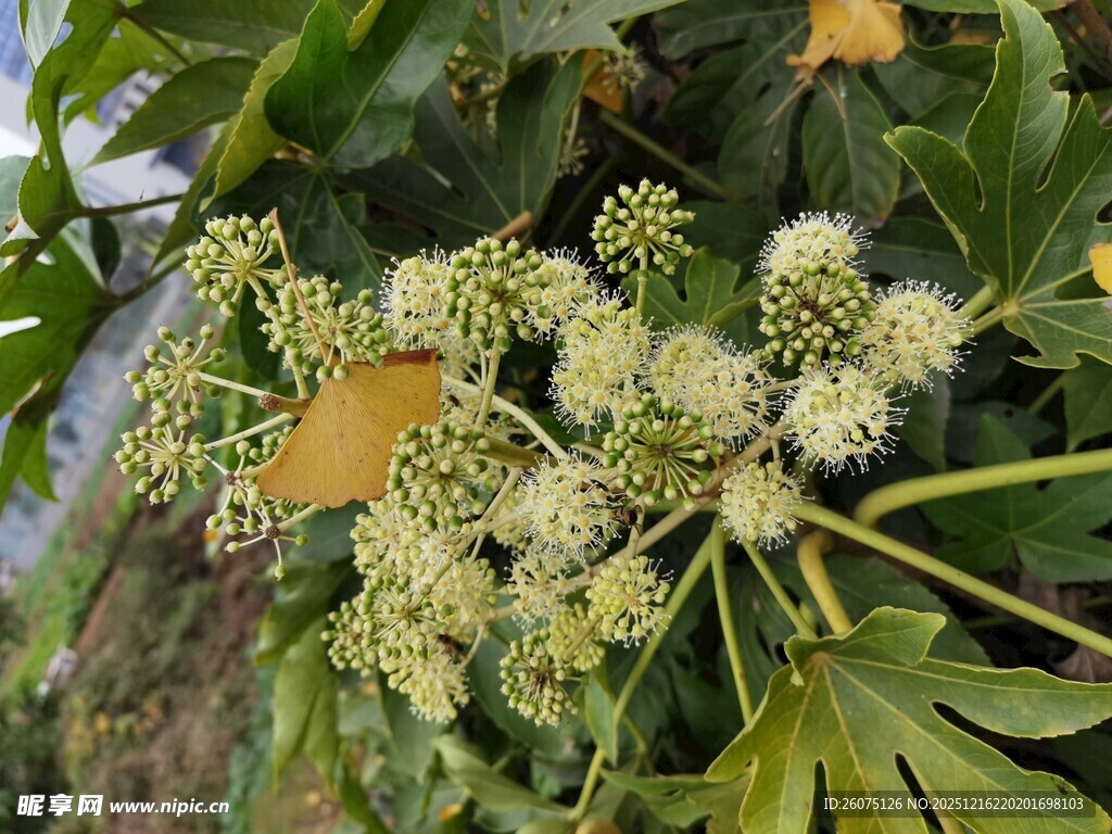 八角金盘绽放的白色小花