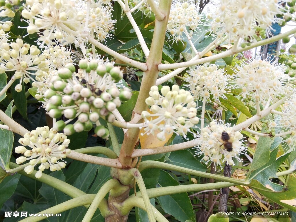 白色花朵植物特写