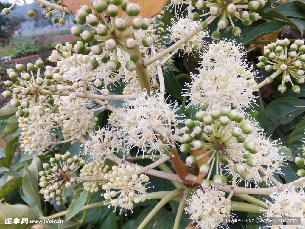 白色繁茂花朵特写