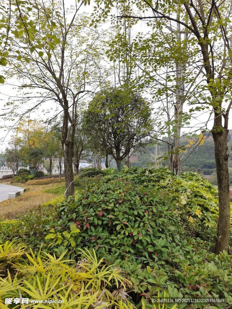 湖畔绿意盎然的自然景致