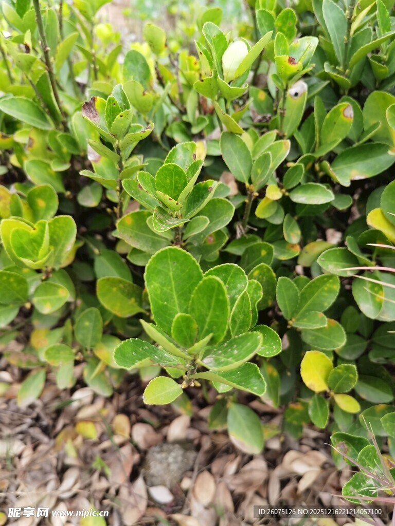 绿叶繁茂的地面植物景观
