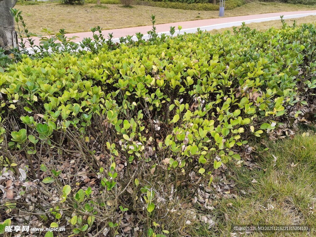 翠绿灌木丛景观