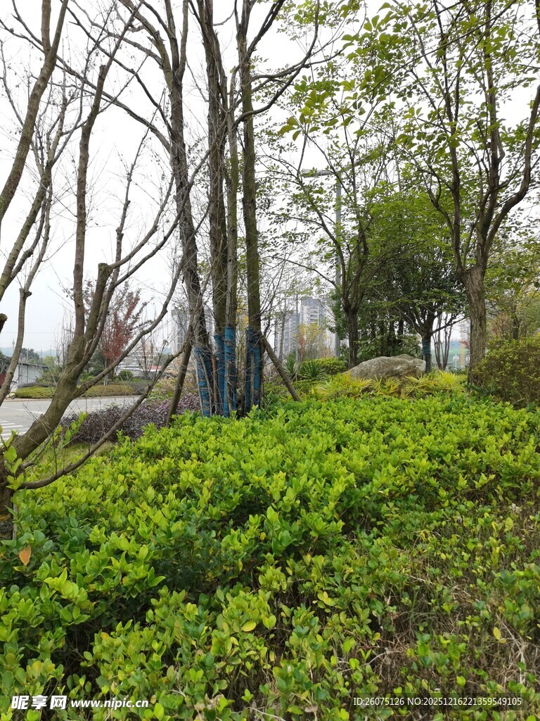 春日林间绿意盎然的景致