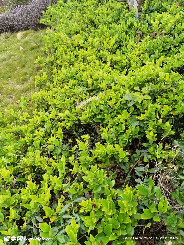 翠绿繁茂的灌木丛