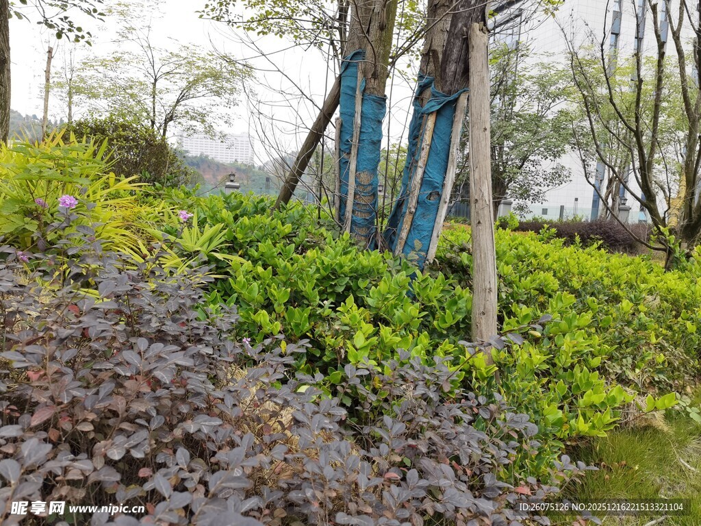 林间绿植与落叶景观