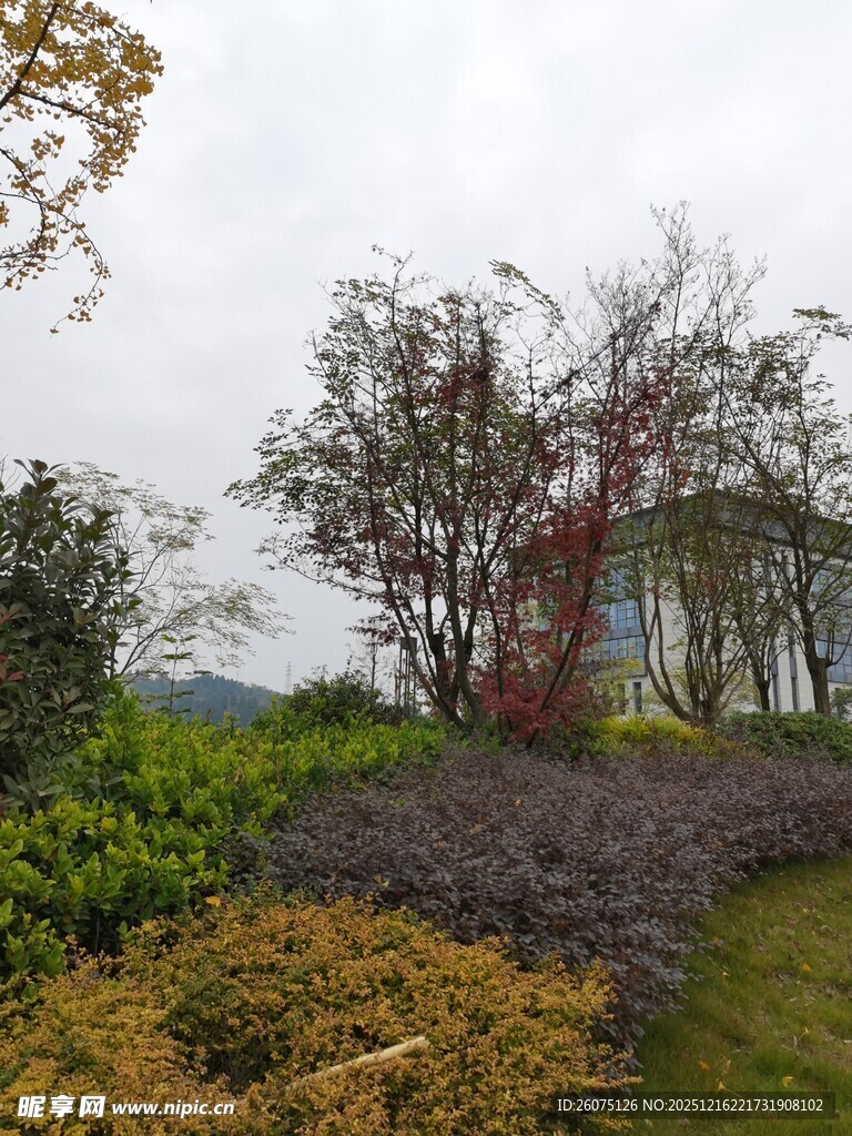 户外多彩植物景观