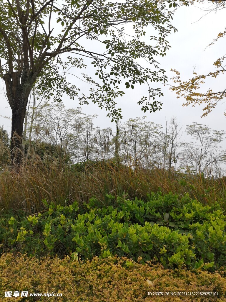 秋日郊野树木植被景观