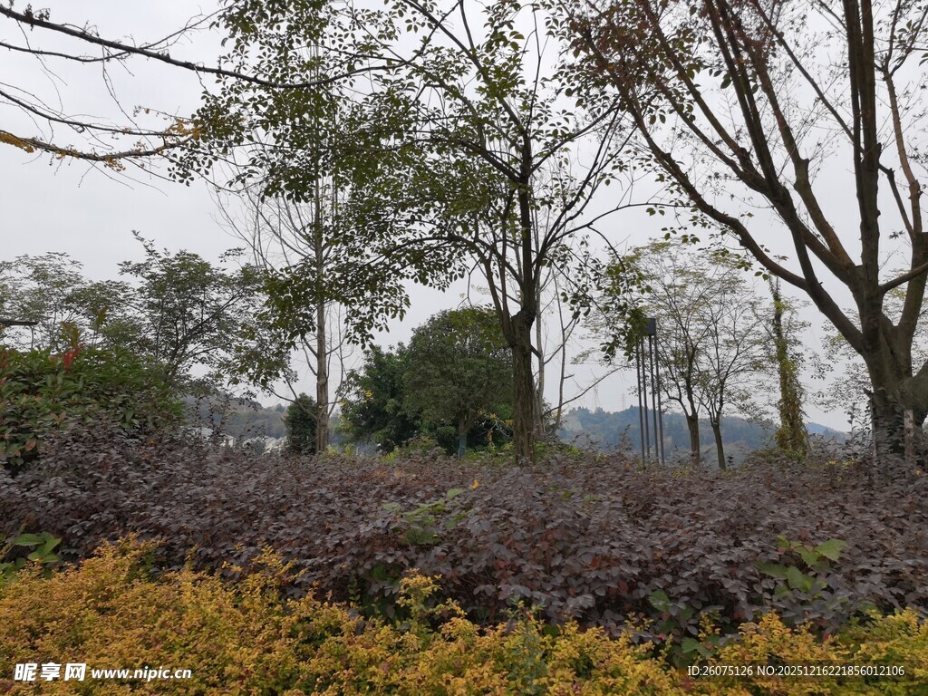 户外多彩植物景观