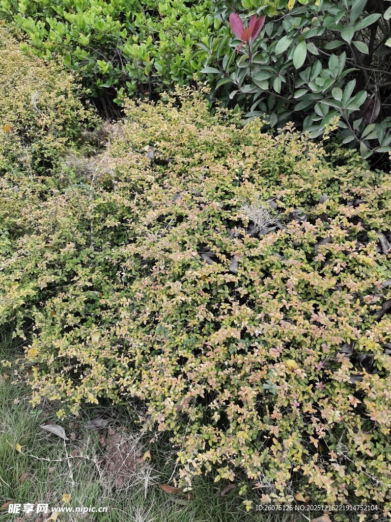 地面的黄绿色植物景观