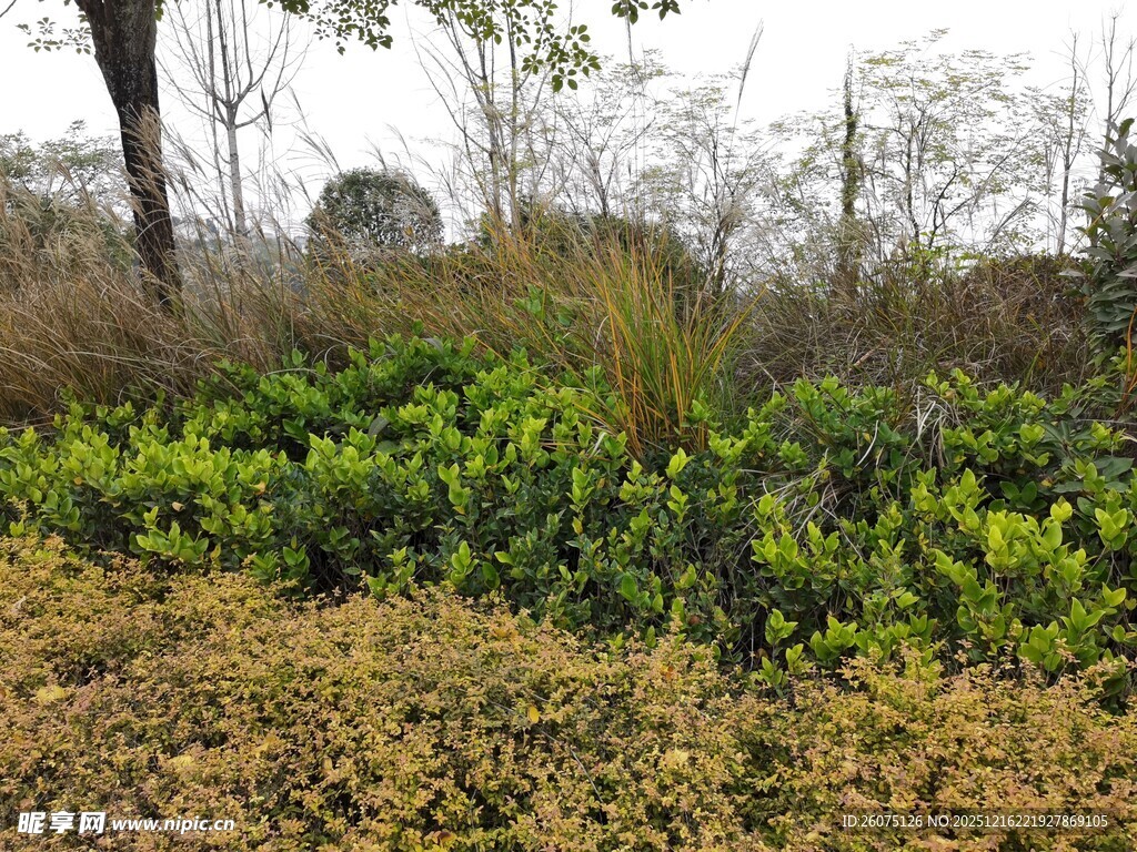 野外绿植景观