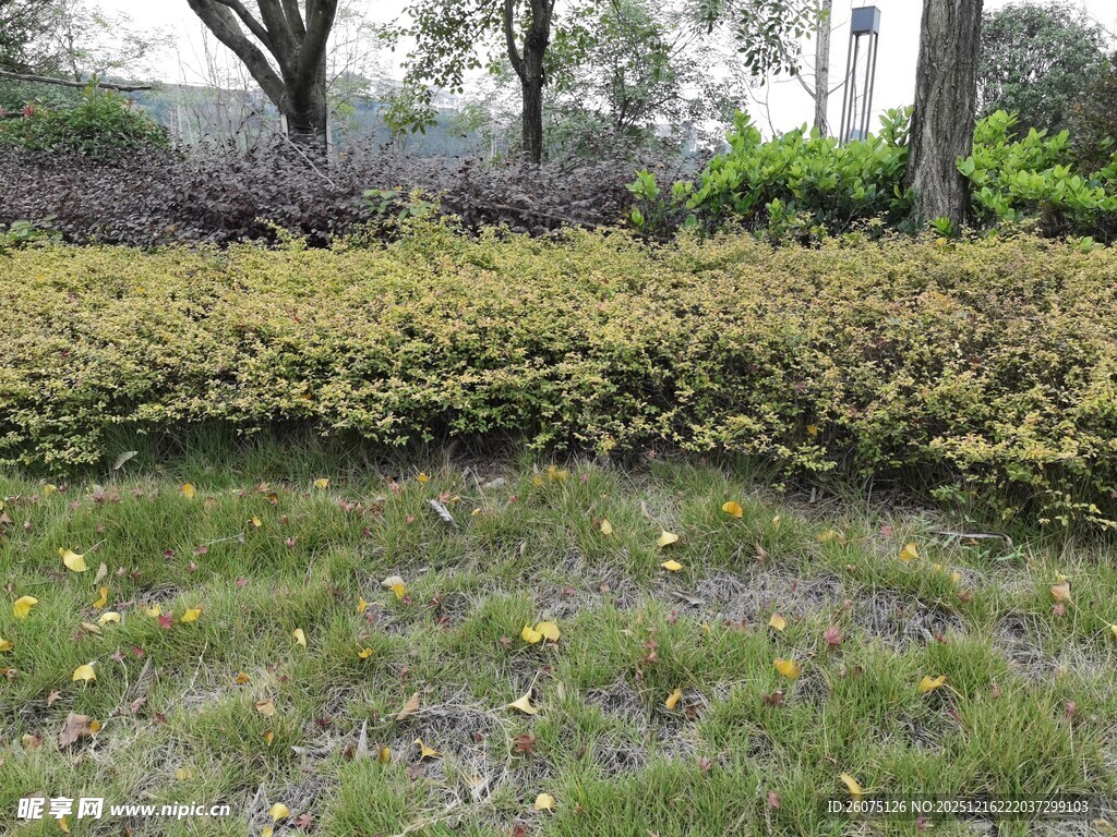 户外绿植景观一角