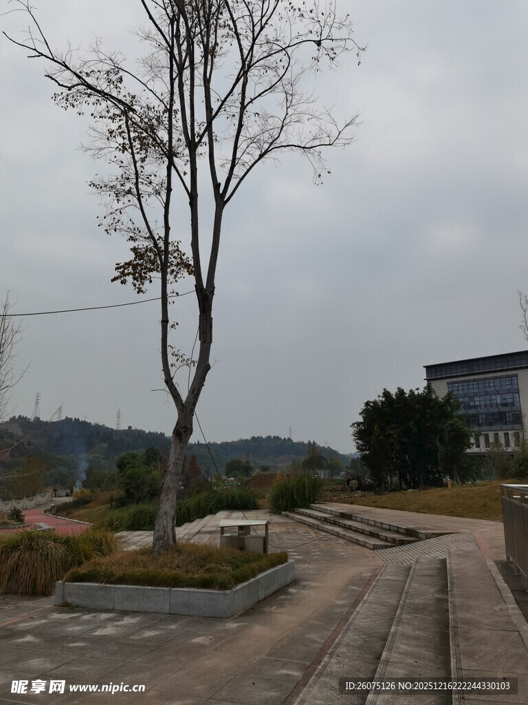 冬日空旷广场旁的孤树