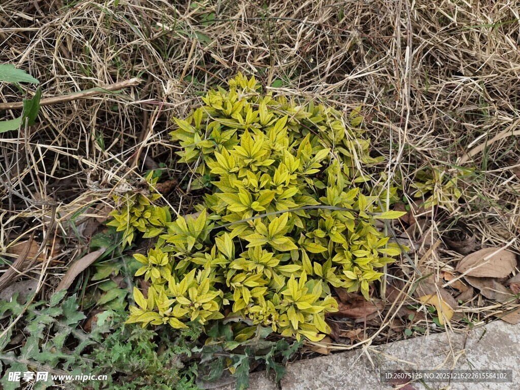黄色丛生植物生长于地面