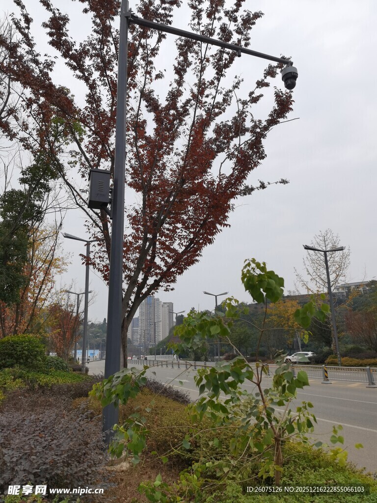 路边红叶树与绿植景观