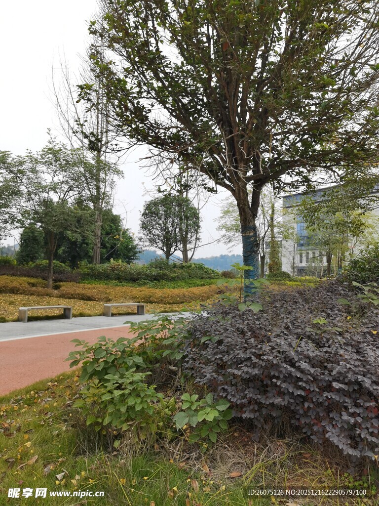 公园内的树木与绿植景观