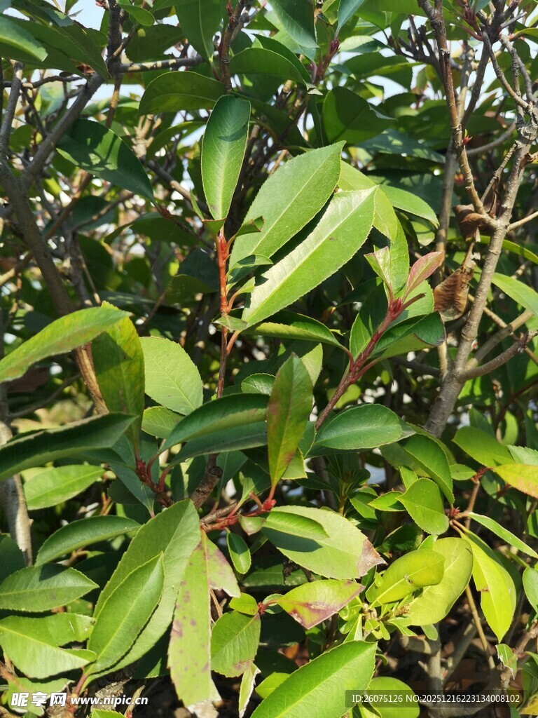 绿叶繁茂的植物景观