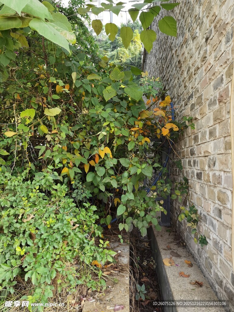 墙边繁茂绿植景观